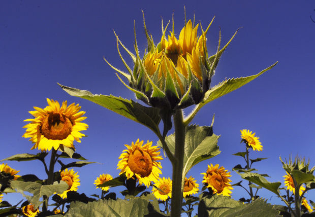 Sunflowers